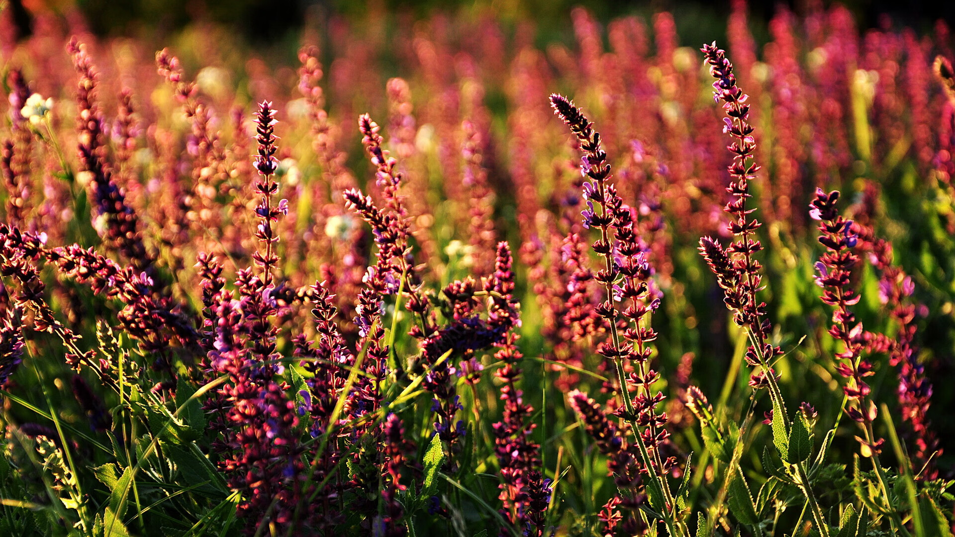 天使之翼撕裂诺坎普夜空，35岁迪马利亚绝杀巴萨，雷恩演绎最残酷的美丽
